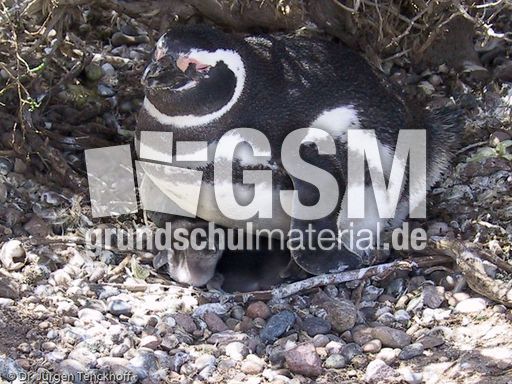 Magellanpinguin (10 von 32).jpg